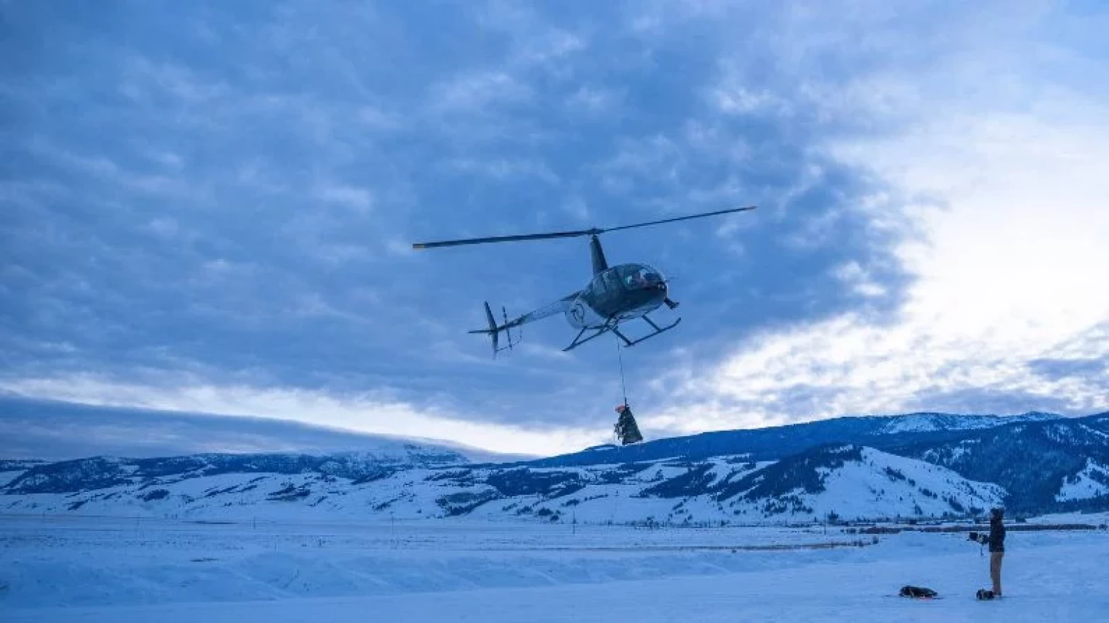 A helicopter flies in a bighorn sheep, which dangles feet below the chopper. Researchers are trying to protect the Jackson herd of bighorns from pneumonia, which has killed off wild sheep for decades.